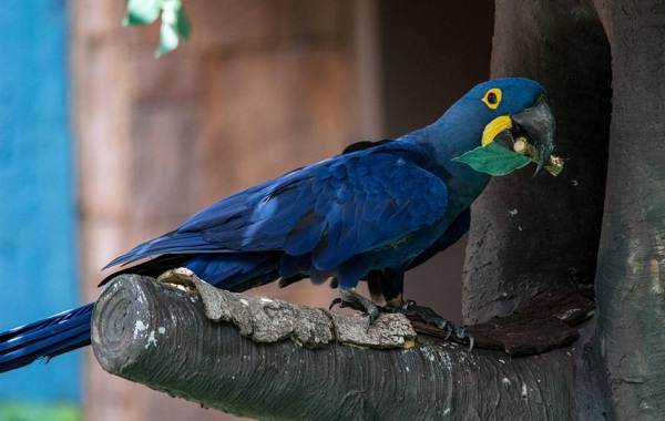 Синій папуга. Опис, особливості, види, поведінку і домашнє утримання птиці
